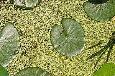 《人中之龙7外传 无名之龙》公开内容详情：初期剧情、5位主要登场人物