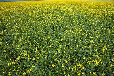 《使命召唤：战区》将会削弱作弊者武器伤害